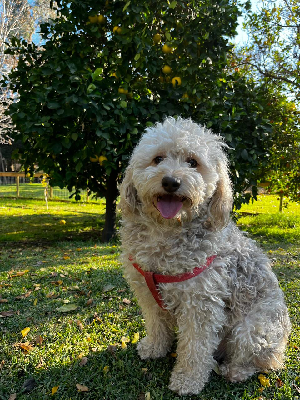 Max